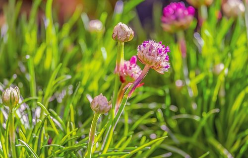 chives  flowers  chive flowers