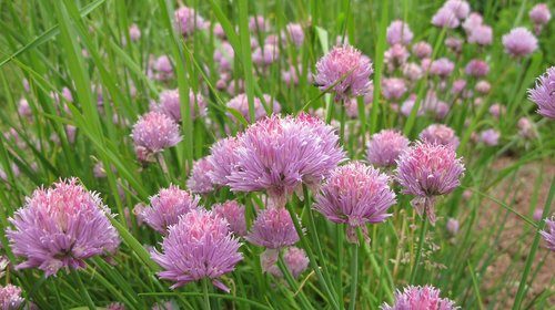 chives  herbs  meadow