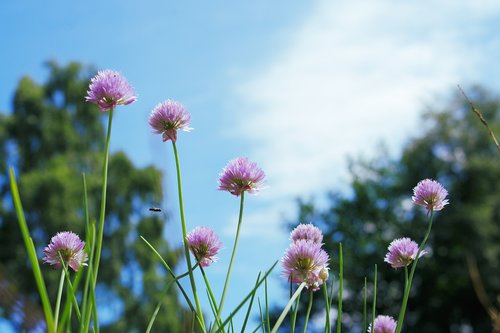 chives  flowers  blue sky