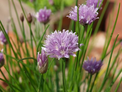 chives floral plants