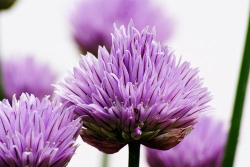 chives flowers violet