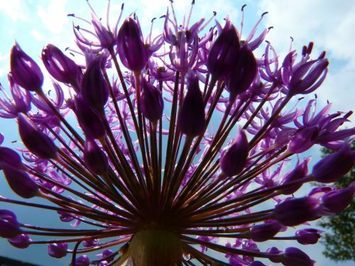 chives blossom bloom