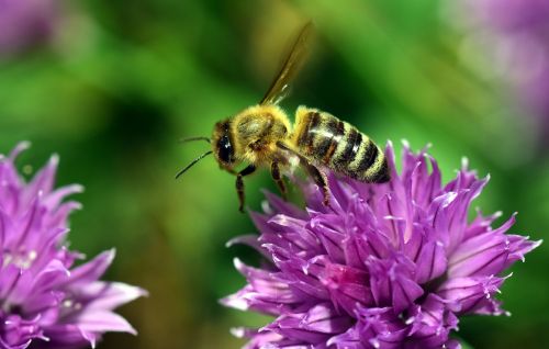 chives blossom bee close