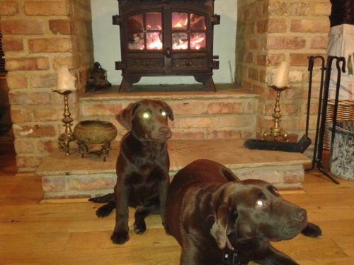 Chocolate Labradors