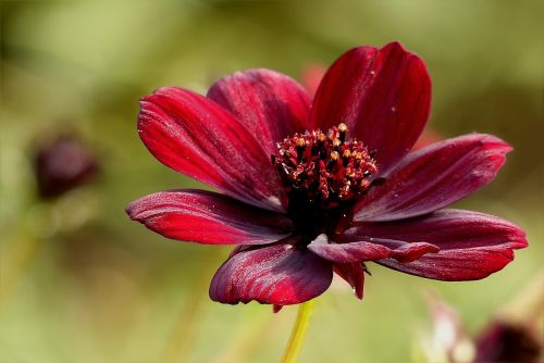 chocolate flower autumn park