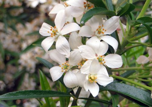 choisya ternata orange mexico white flowers