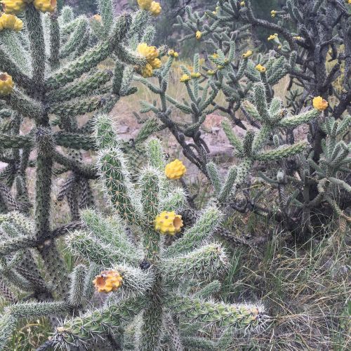 cholla cactus new mexico