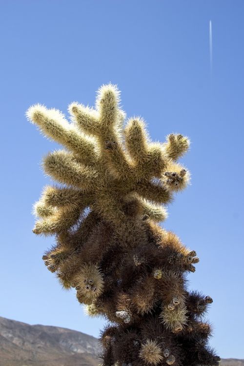 cholla cactus joshua tree
