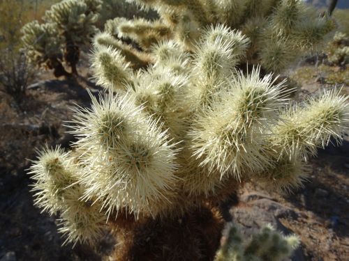 cholla desert cactus