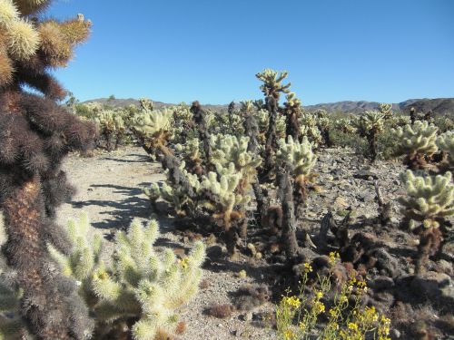 cholla cactus california nature