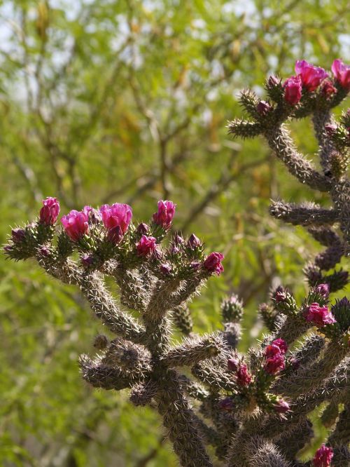cholla cactus sonoran desert cactus