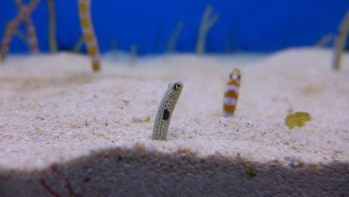 chong rope aquaria eel