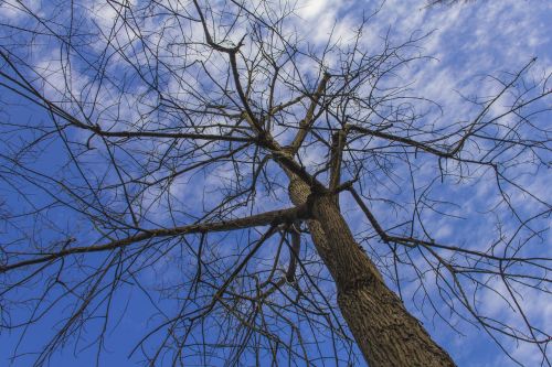 chongming tree winter