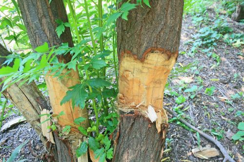 Chopping Down Tree In Process