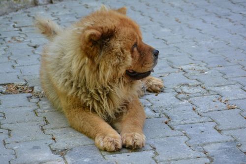 chow chow tibet lion dog