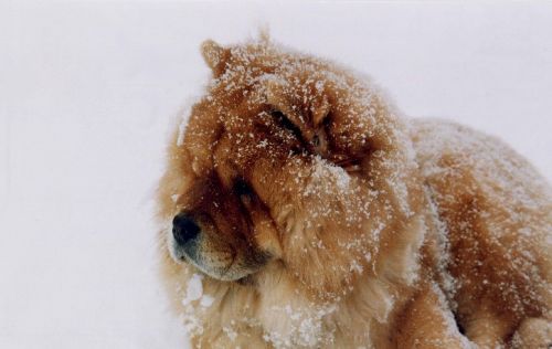 chow chow dog snow