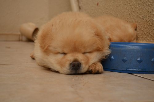chowchow puppy sleeping