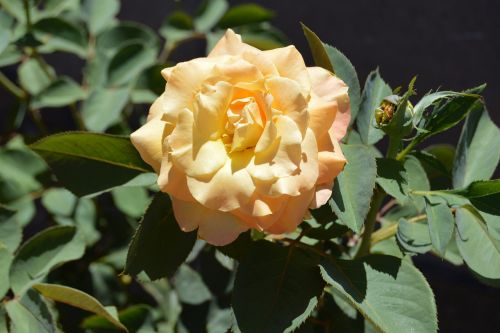 chris evert rose rose flower