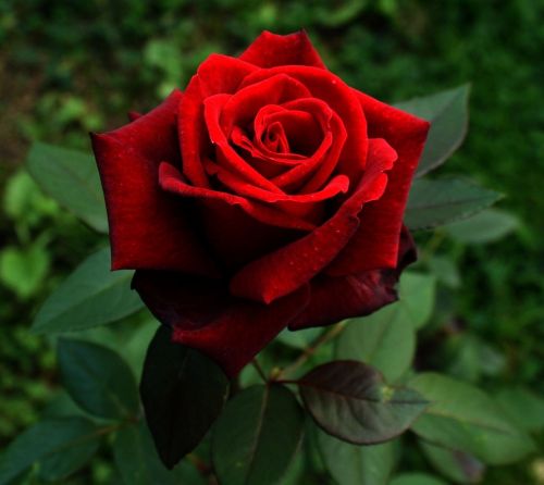 plant red rose flower