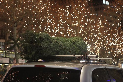 christmas tree car