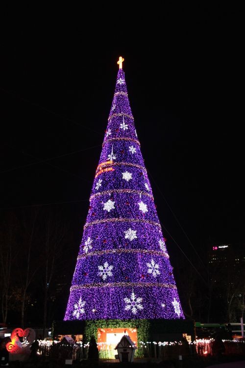 christmas night view tree