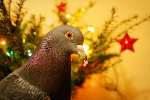 christmas dove pigeon