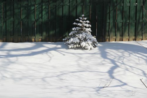 christmas tree snow