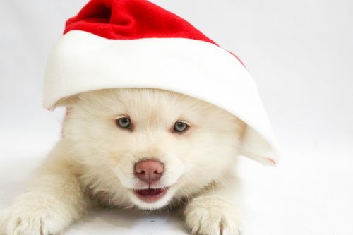 christmas puppy dog