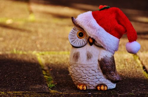 christmas owl santa hat