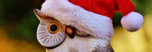 christmas owl santa hat