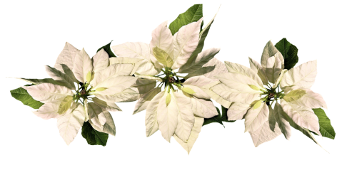 christmas christmas star poinsettia