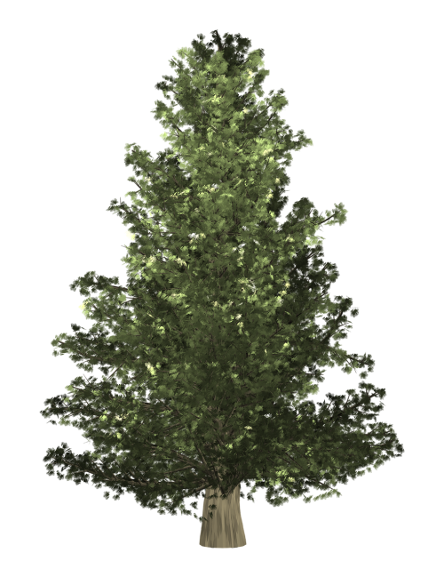 christmas pine tree transparent