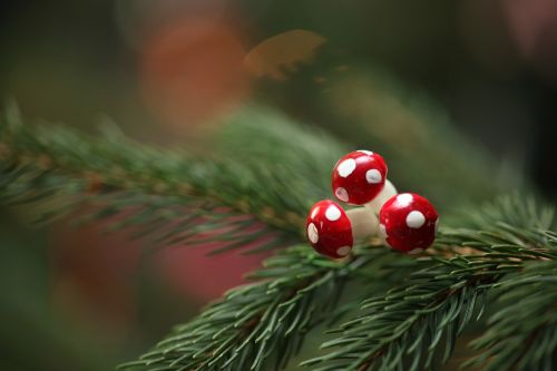 christmas fir fir green