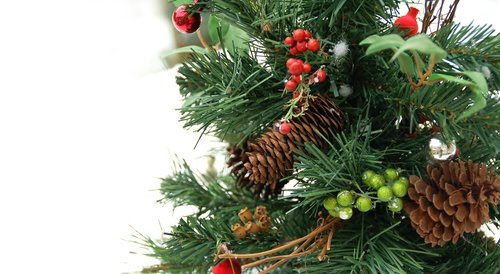 christmas  winter  fir