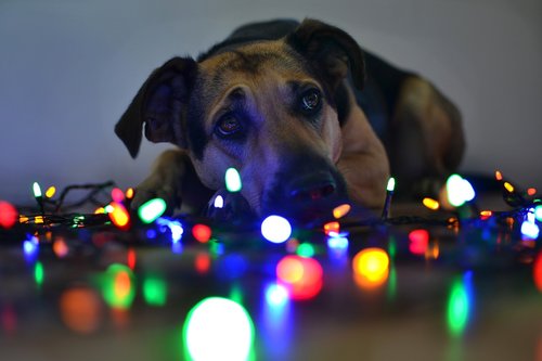 christmas  lights  dog