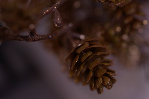 christmas  pine cones  advent