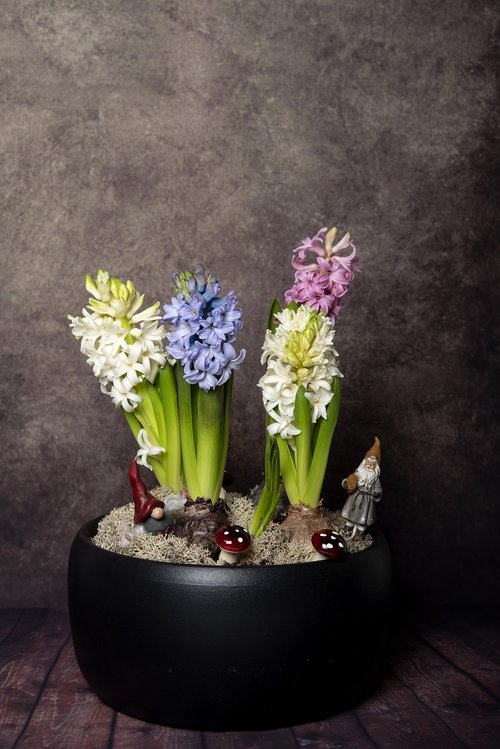 christmas  julgrupp  hyacinths