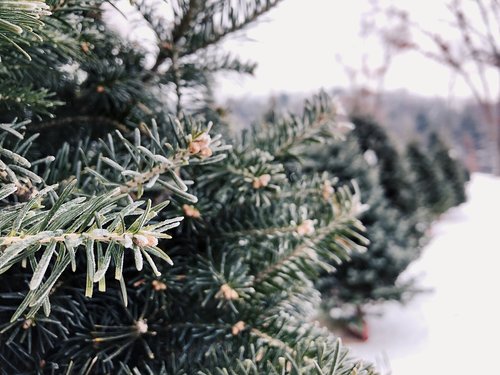 christmas  tree  christmas tree farm