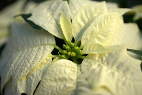 christmas  poinsettia  flower