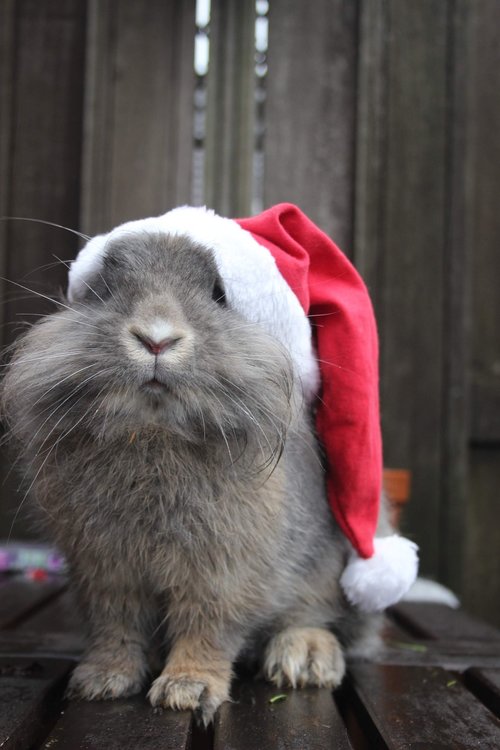 christmas  bunny  holidays