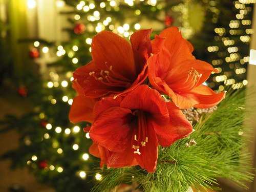 christmas  amaryllis  flower