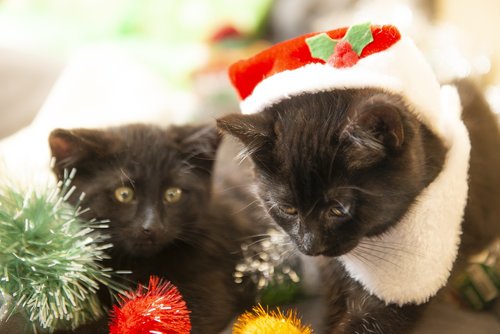 christmas  cats  kittens