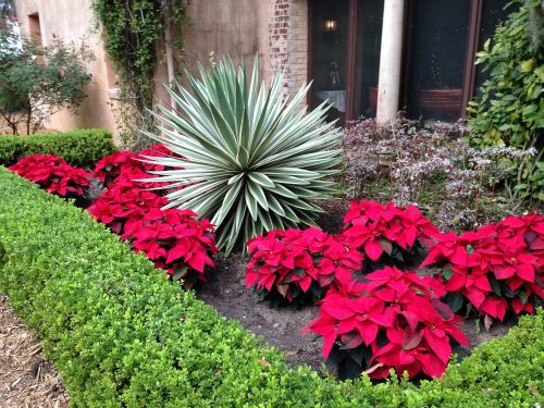 christmas holiday flowers