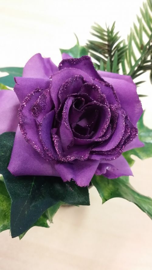 christmas purple rose