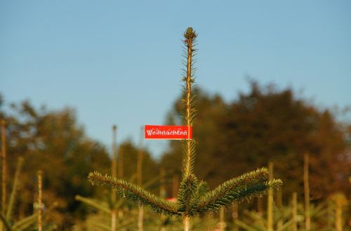 christmas christmas tree fir plantation