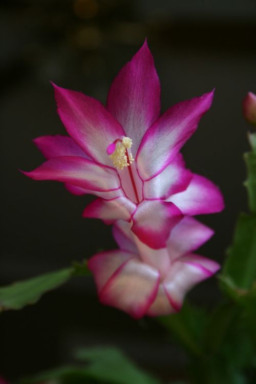 christmas cactus fuscia flower