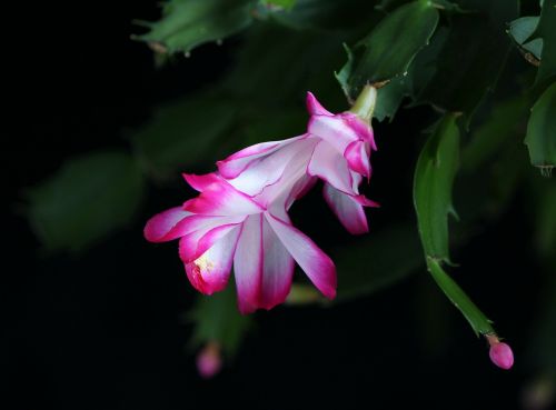 christmas cactus cacti succulent