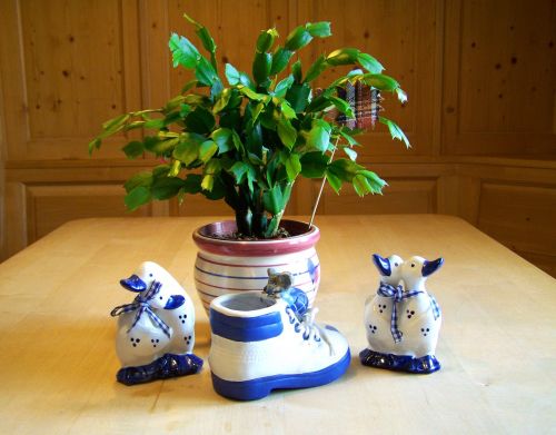 christmas cactus blue and white ornaments still life