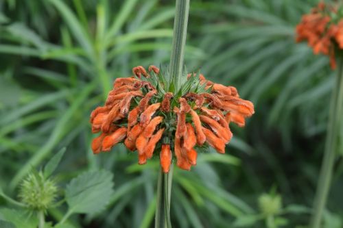 christmas candle-stick flower leonotis nepetifolia