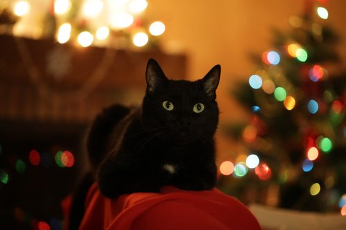 christmas cat  cat  christmas